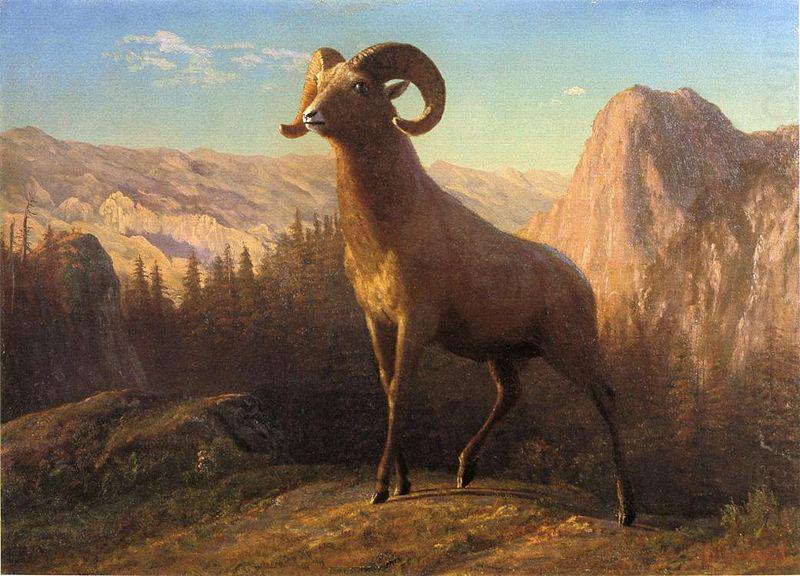A Rocky Mountain Sheep, Ovis, Montana, Albert Bierstadt